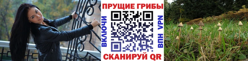 Псилоцибиновые грибы Cubensis  Чехов 